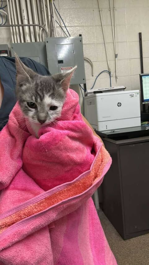 Picture of the Animal Listed