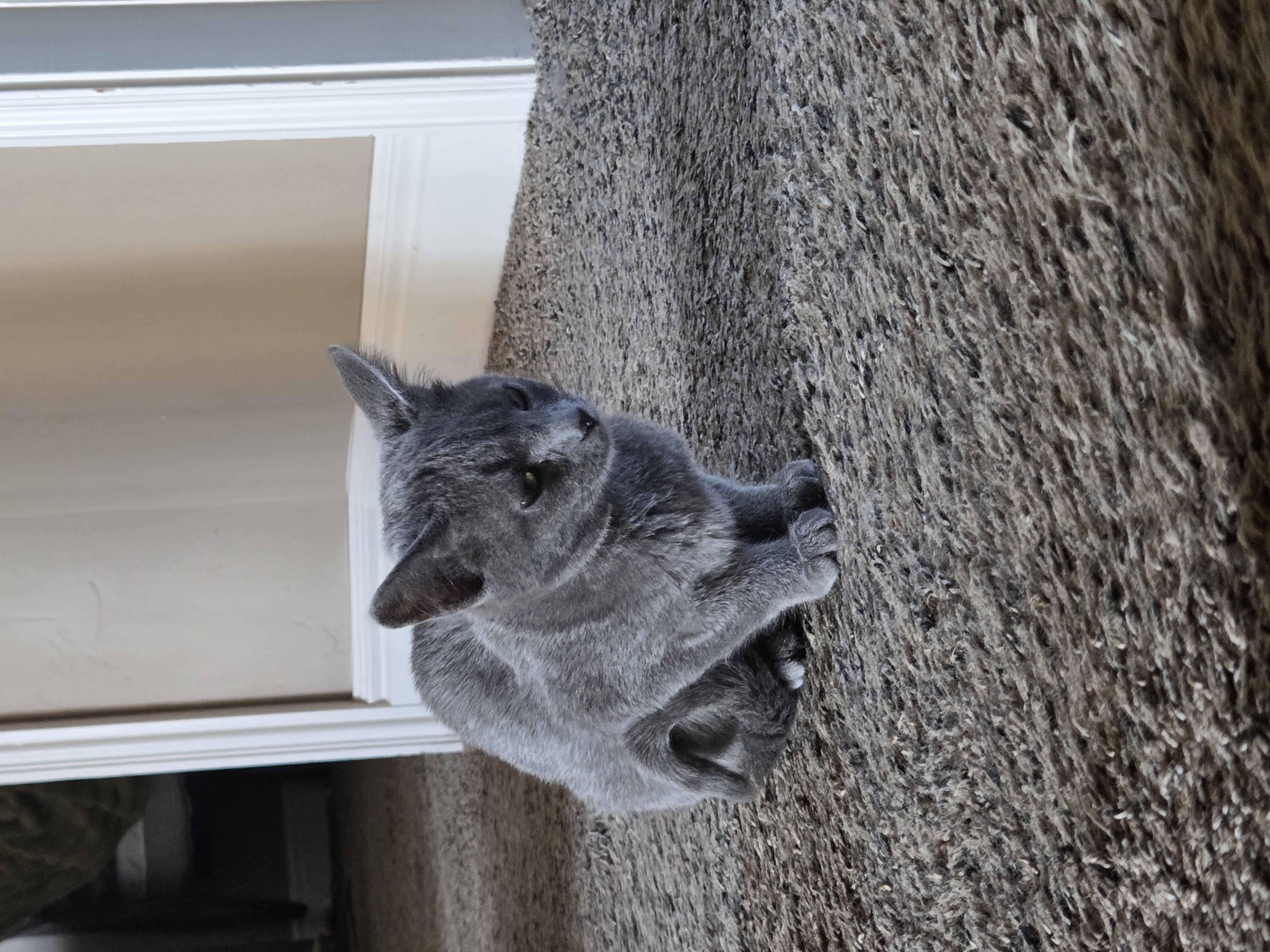 Picture of the Animal Listed
