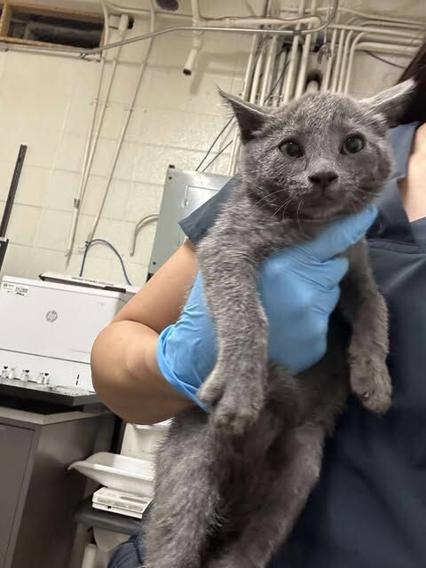 Picture of the Animal Listed