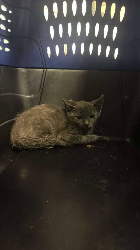 Picture of the Animal Listed