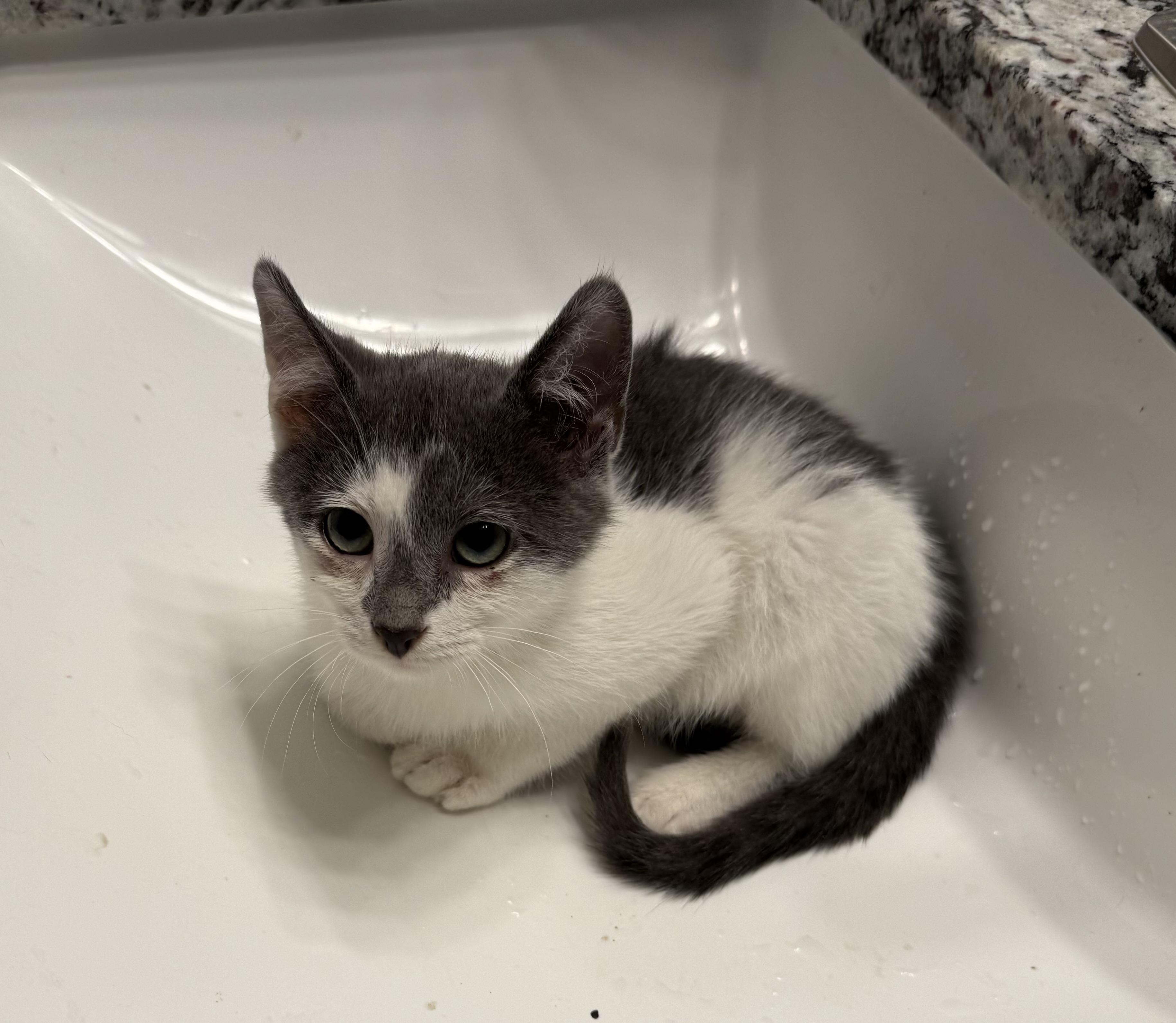 Picture of the Animal Listed