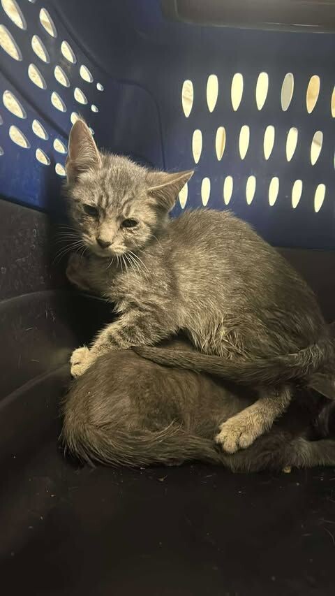 Picture of the Animal Listed