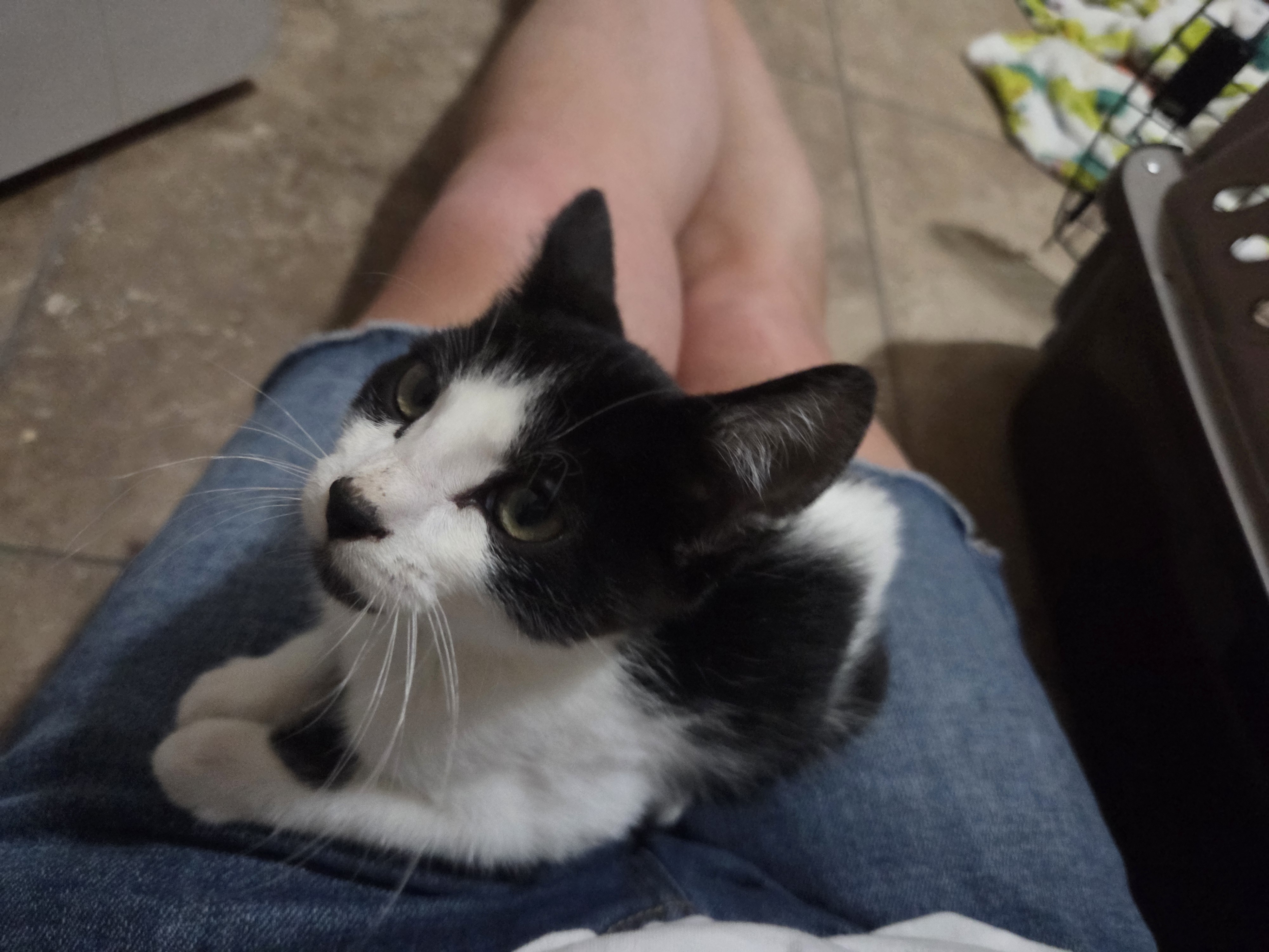 Picture of the Animal Listed