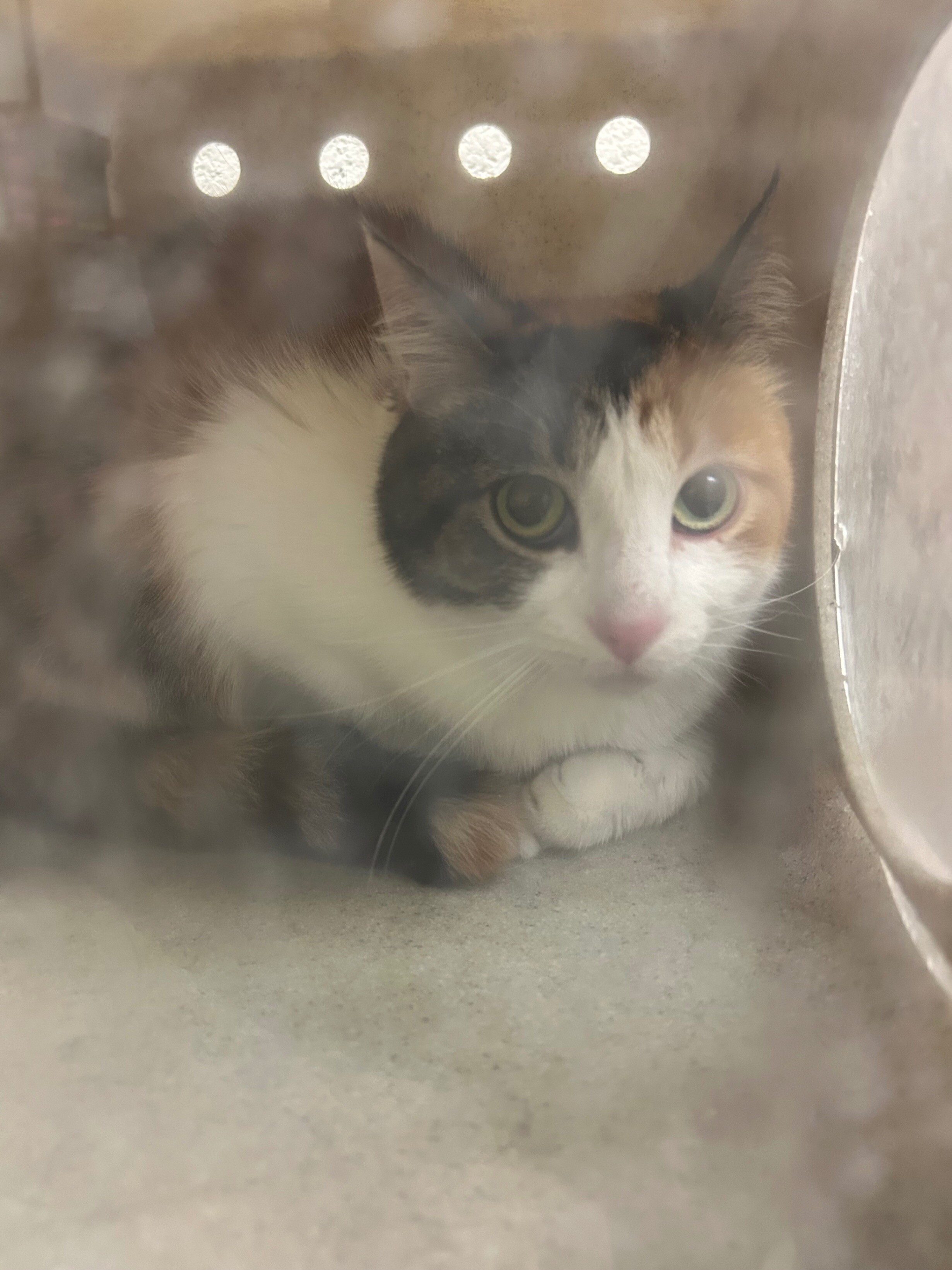 Picture of the Animal Listed