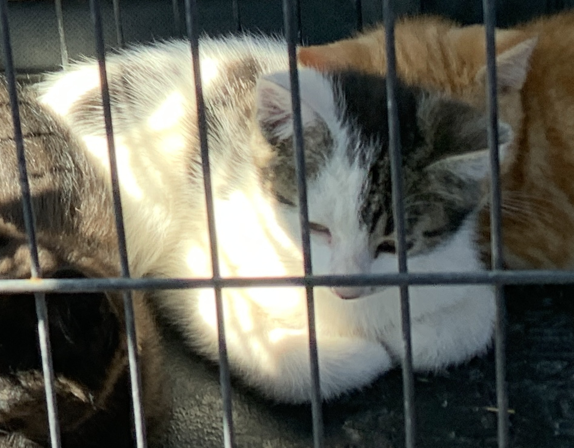 Picture of the Animal Listed