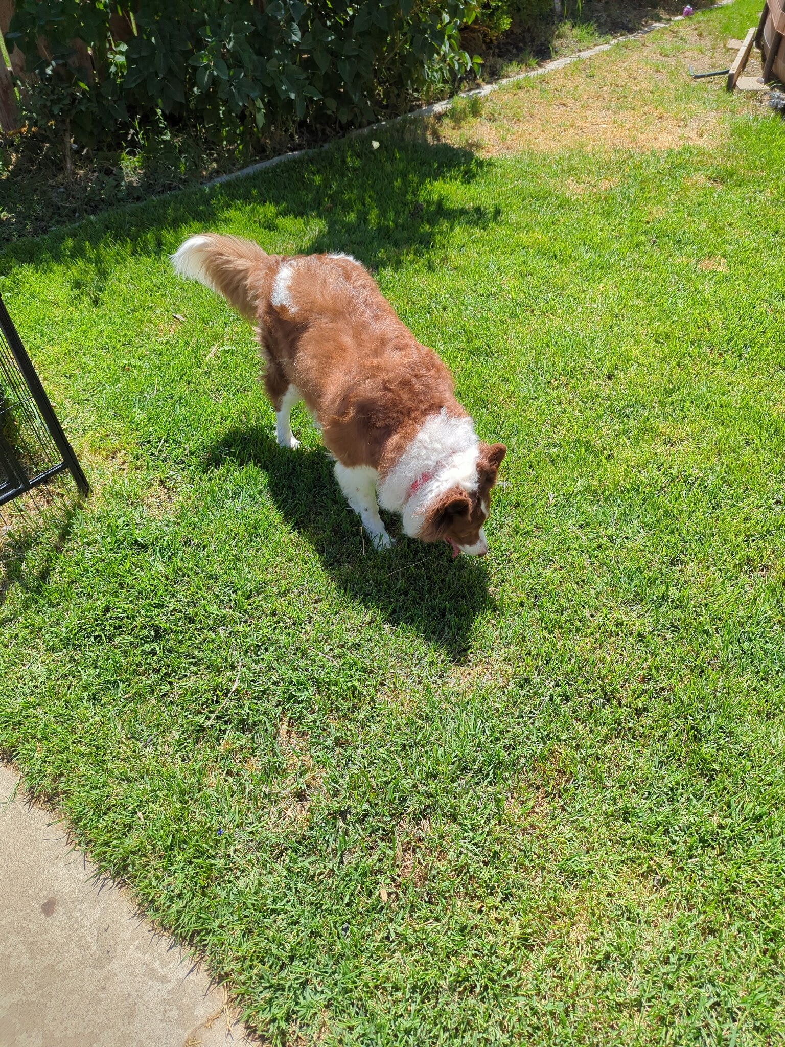 Picture of the Animal Listed