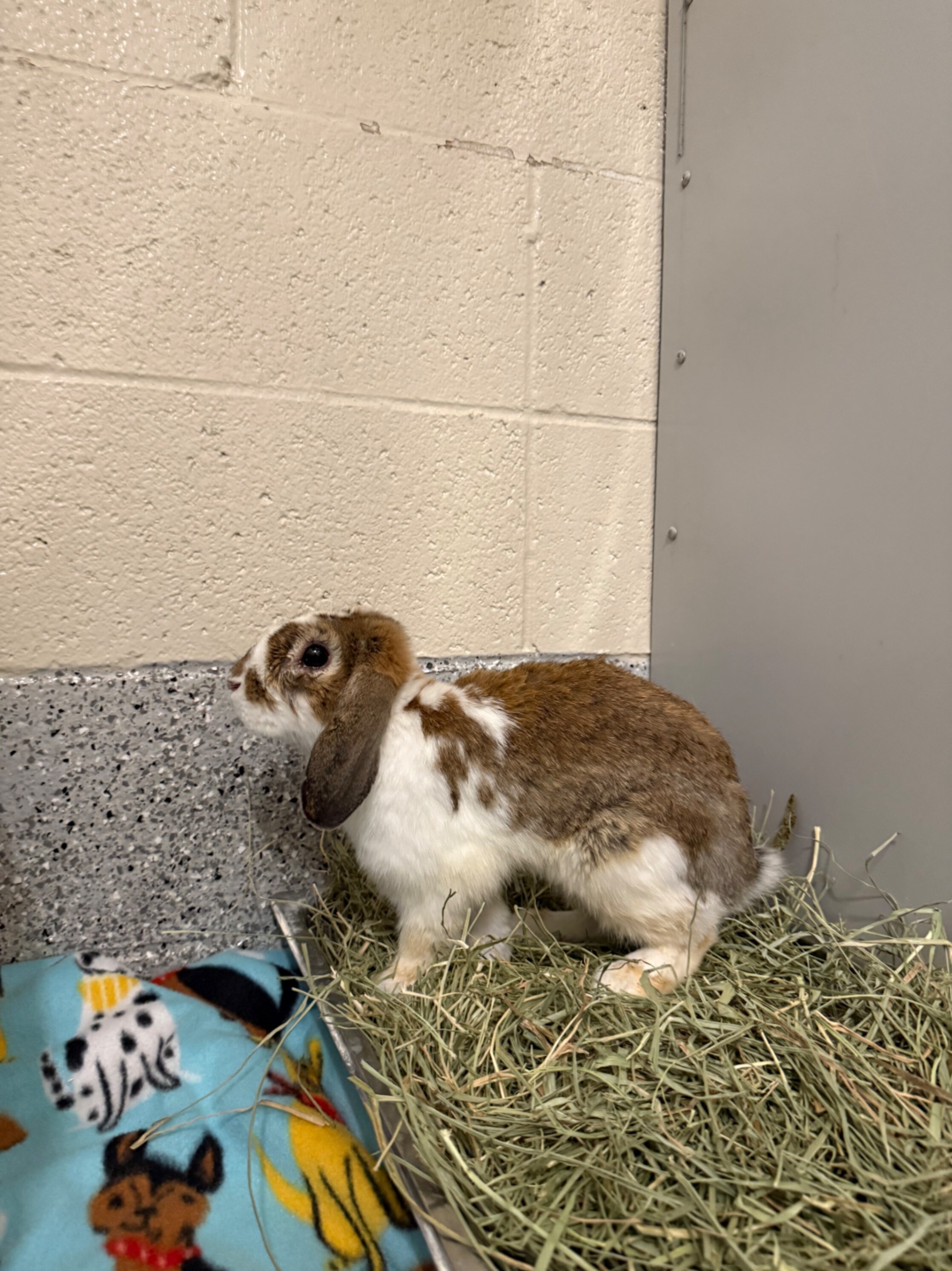 Picture of the Animal Listed