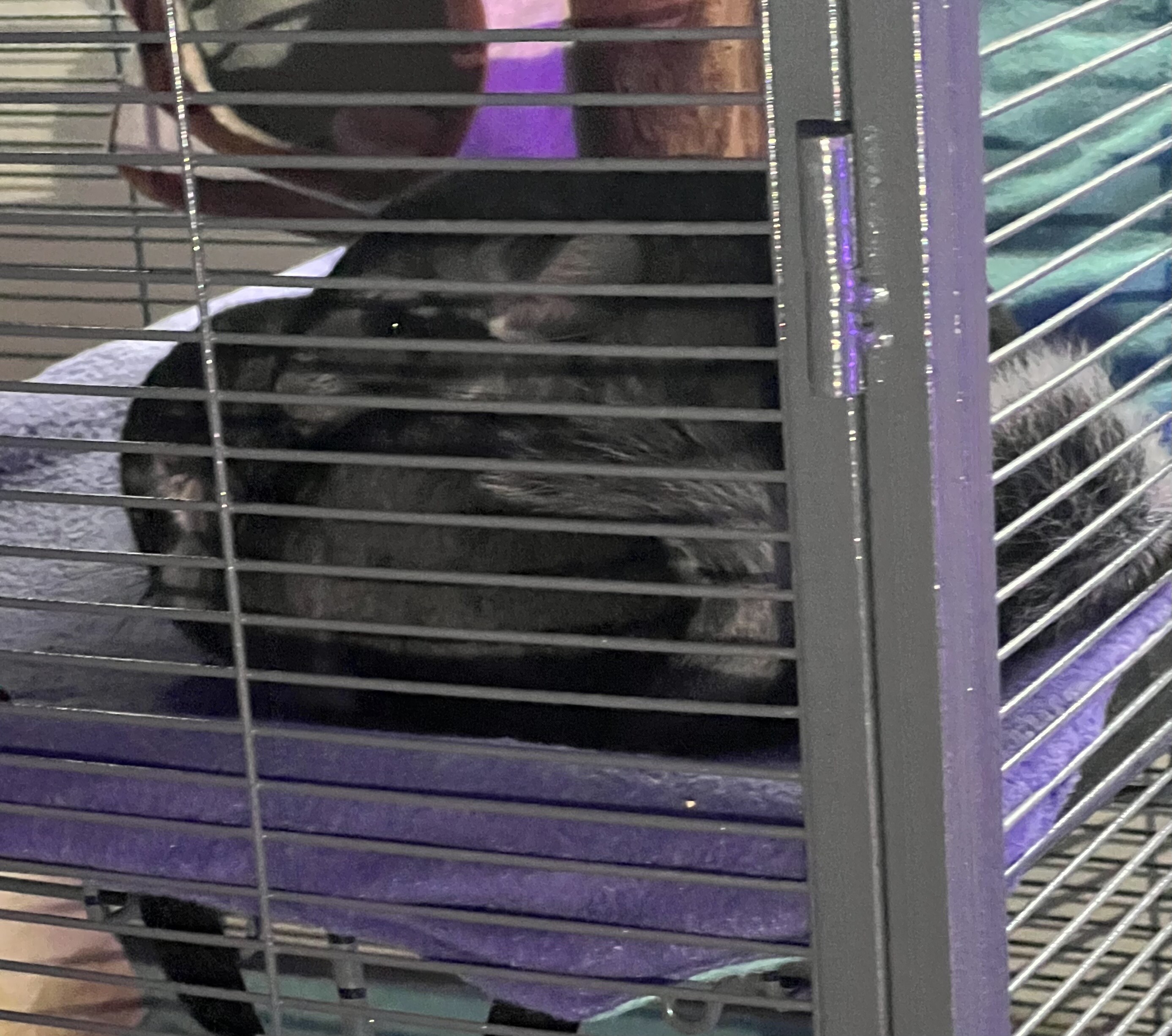 Picture of the Animal Listed