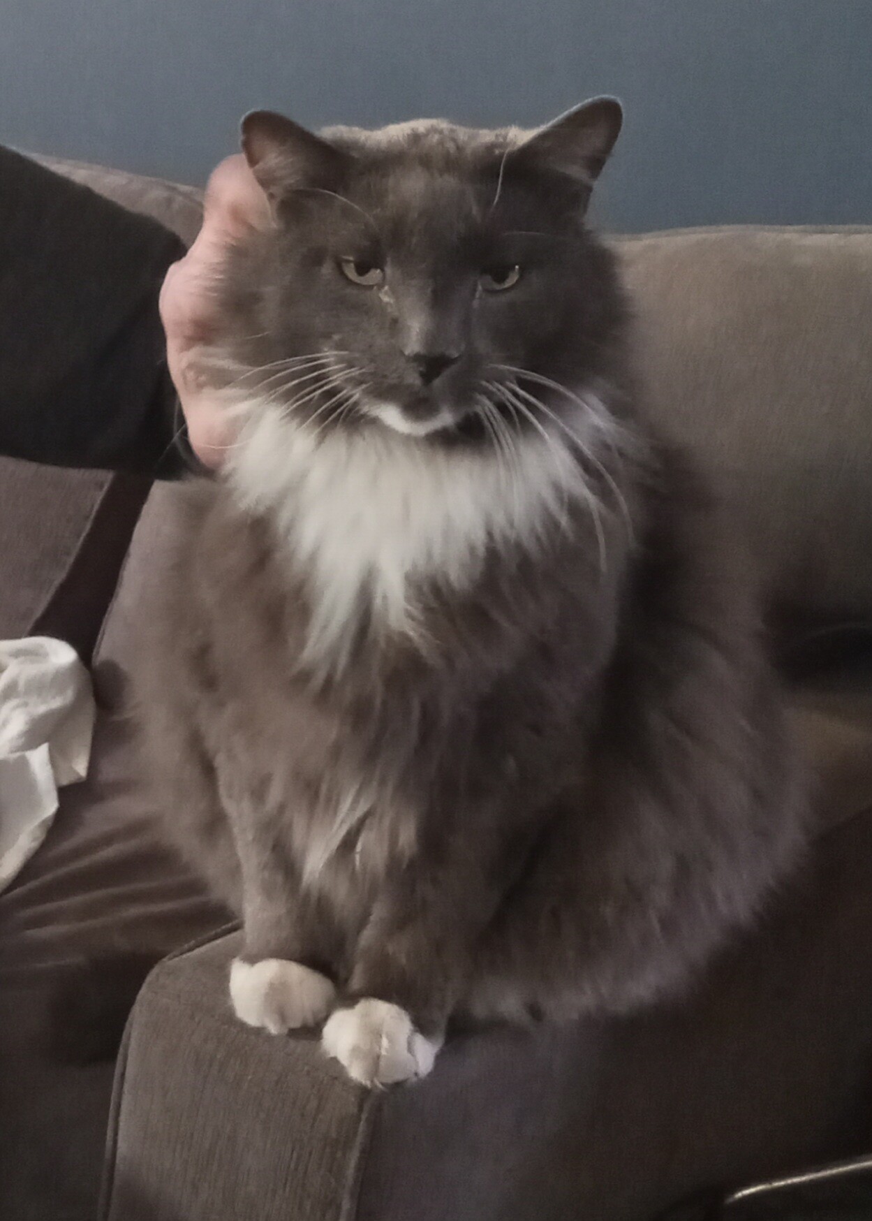 Picture of the Animal Listed