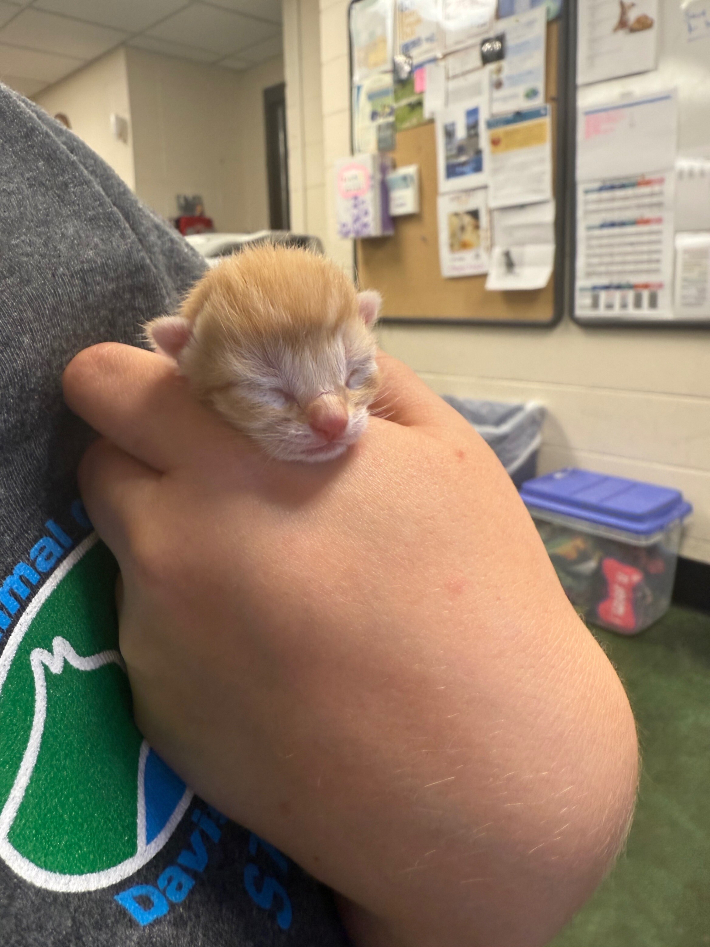 Picture of the Animal Listed