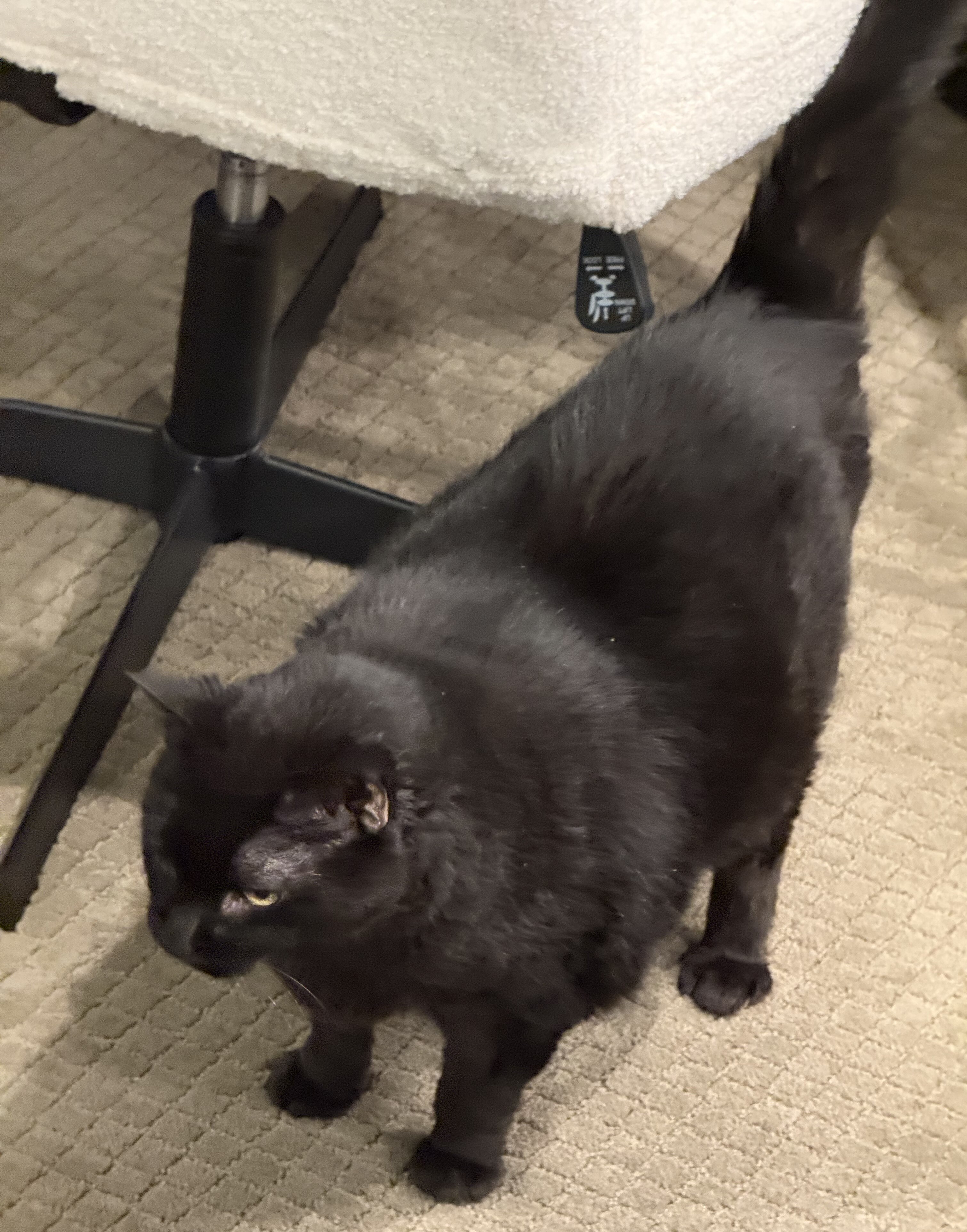 Picture of the Animal Listed