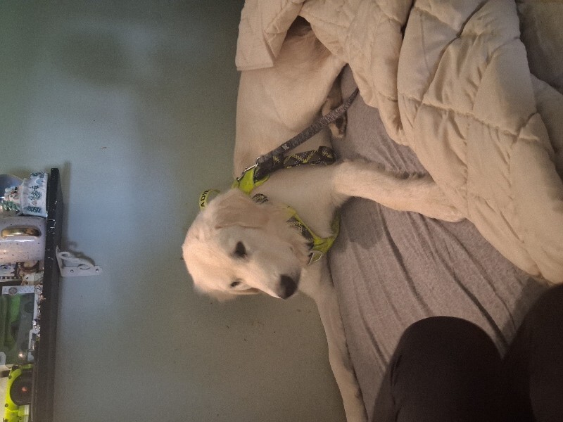 Picture of the Animal Listed