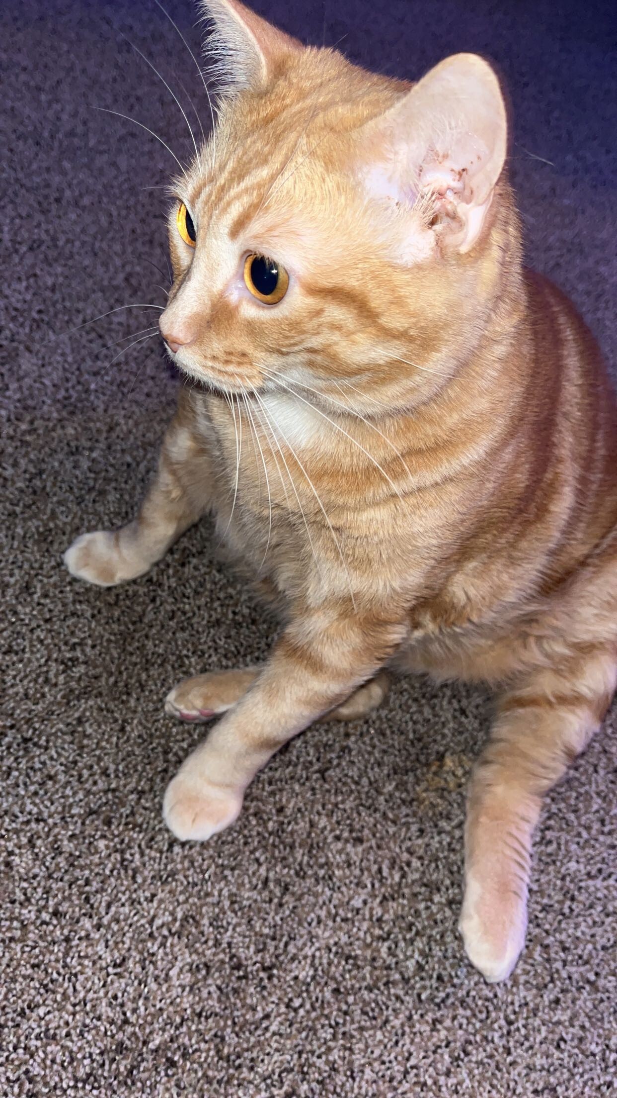 Picture of the Animal Listed