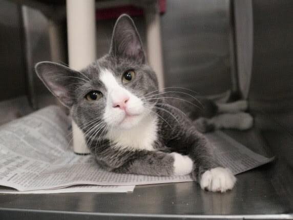 Picture of the Animal Listed