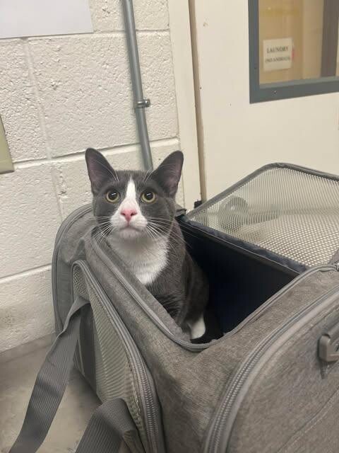 Picture of the Animal Listed