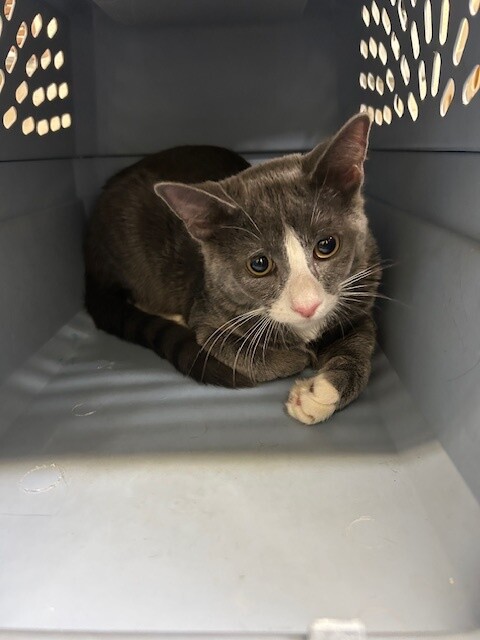 Picture of the Animal Listed