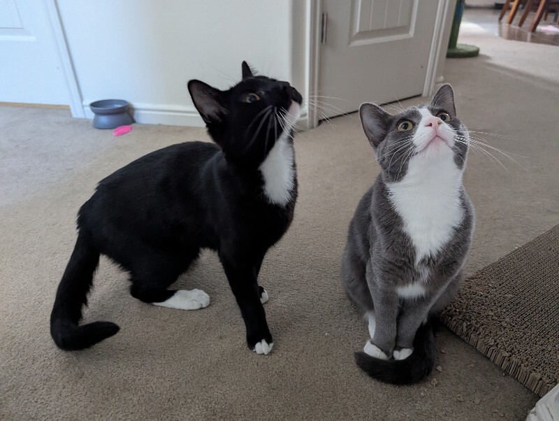 Picture of the Animal Listed