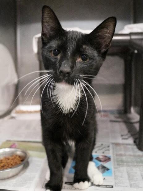 Picture of the Animal Listed