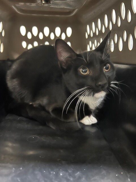 Picture of the Animal Listed