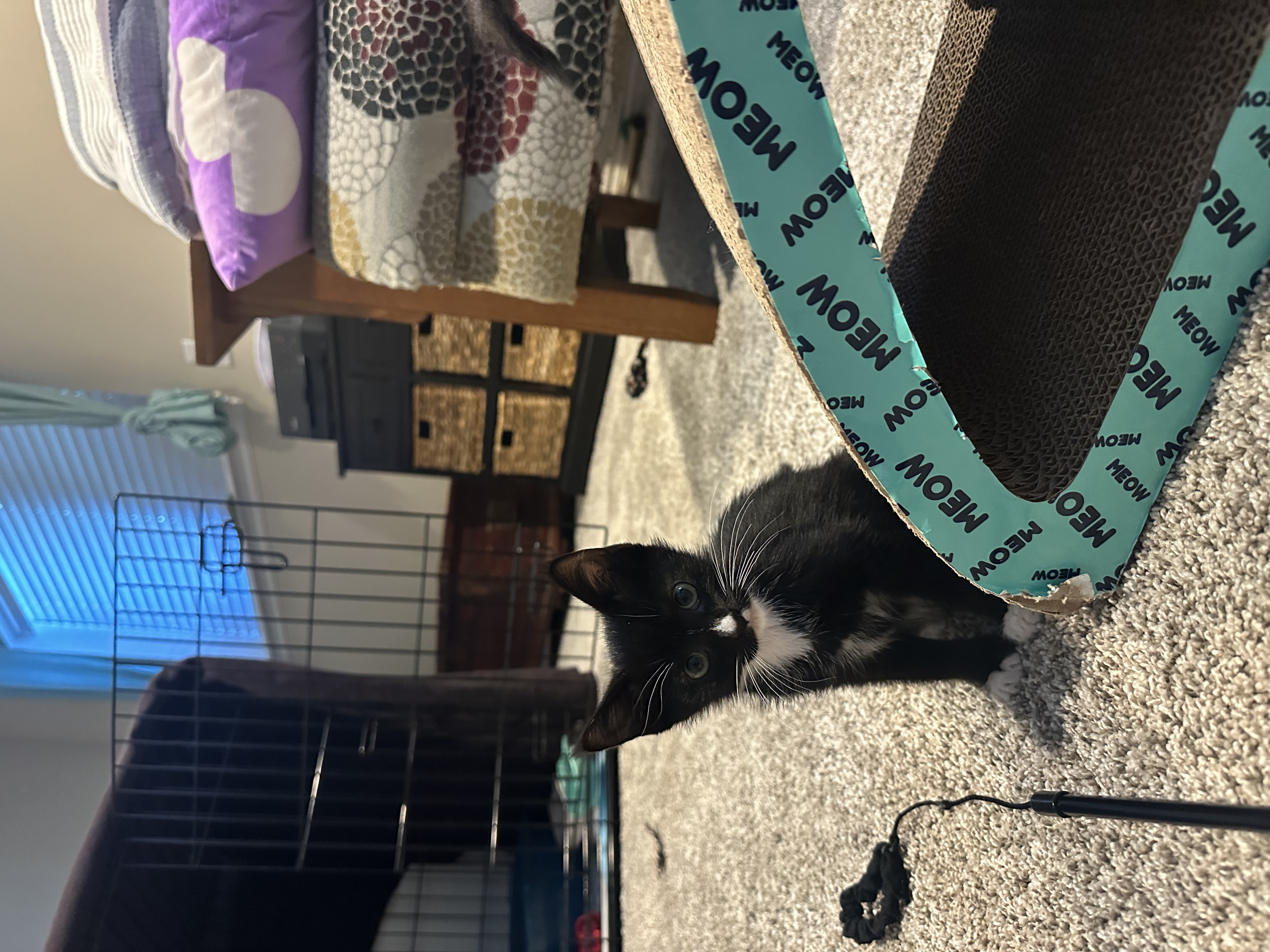 Picture of the Animal Listed