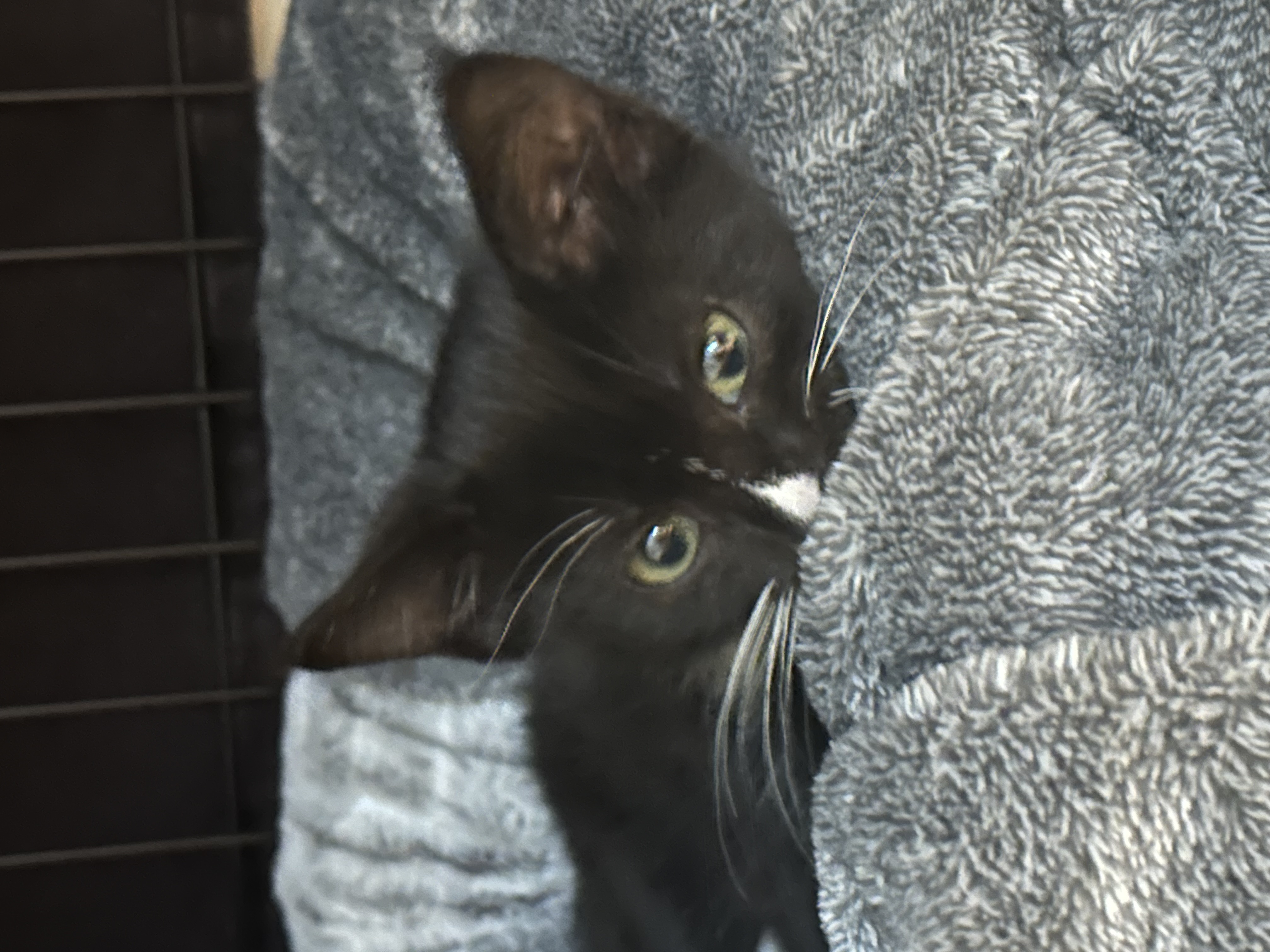 Picture of the Animal Listed