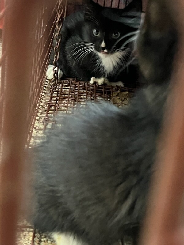 Picture of the Animal Listed