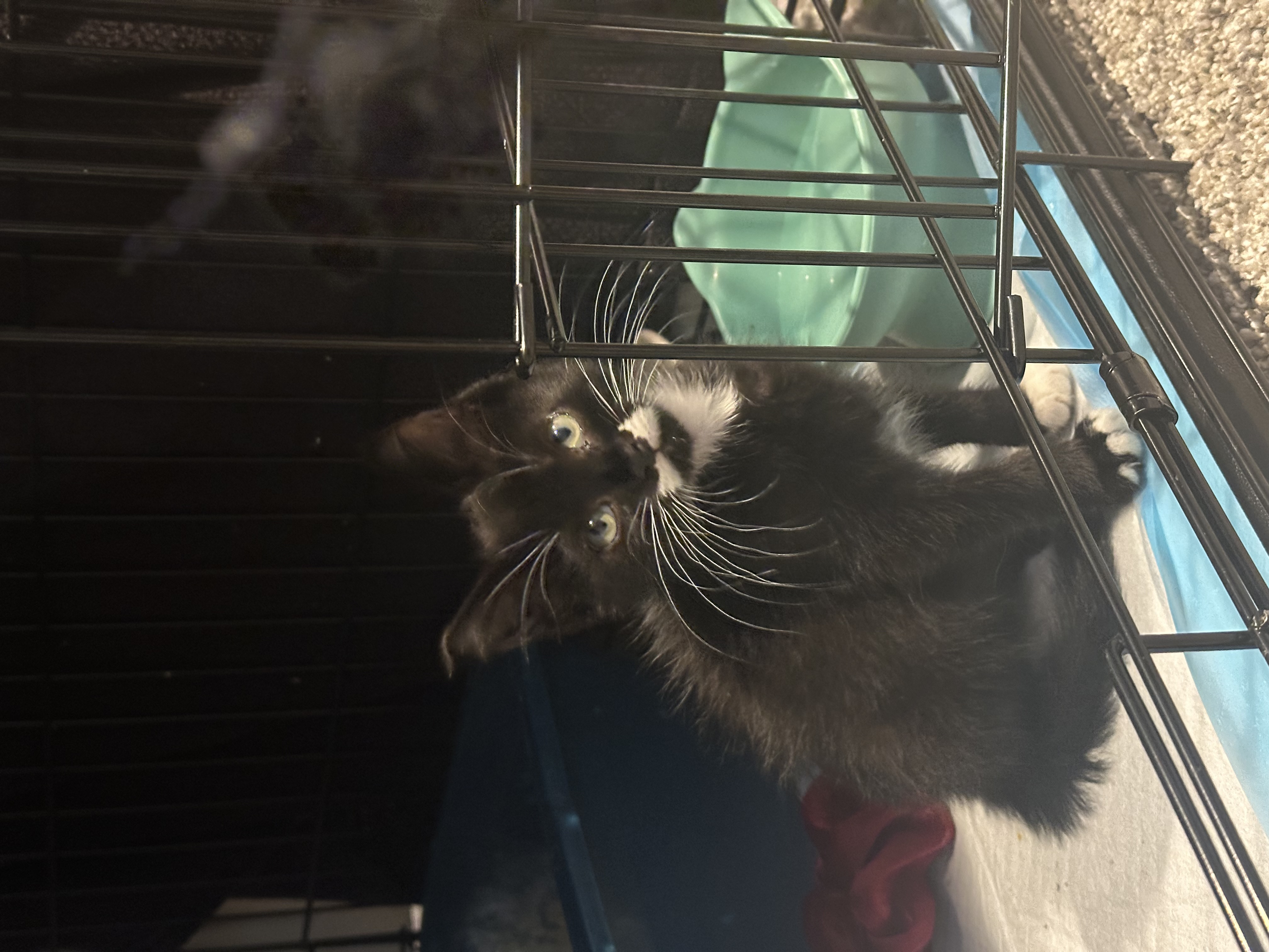 Picture of the Animal Listed