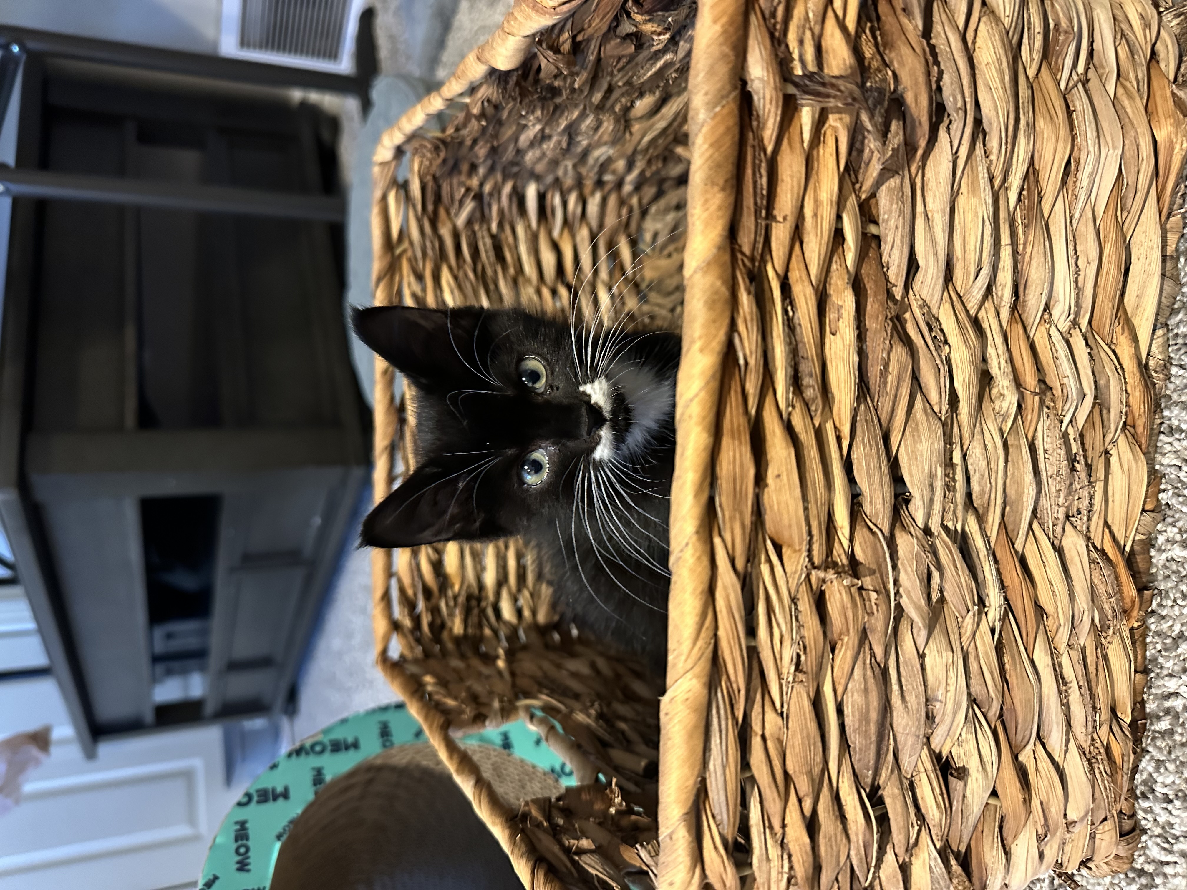 Picture of the Animal Listed
