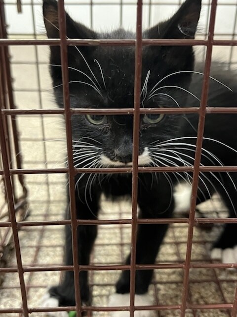 Picture of the Animal Listed