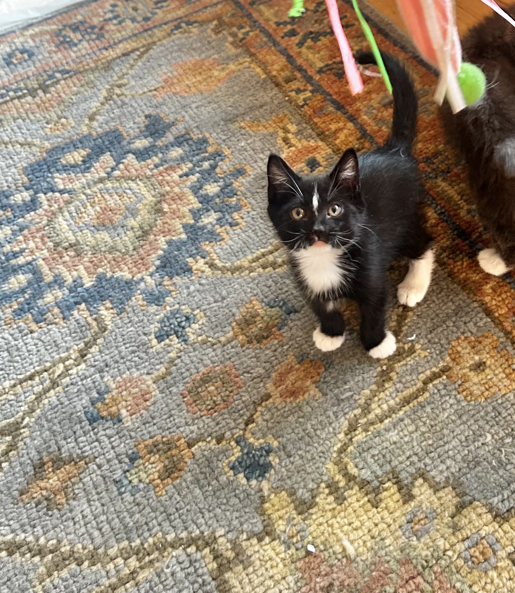 Picture of the Animal Listed