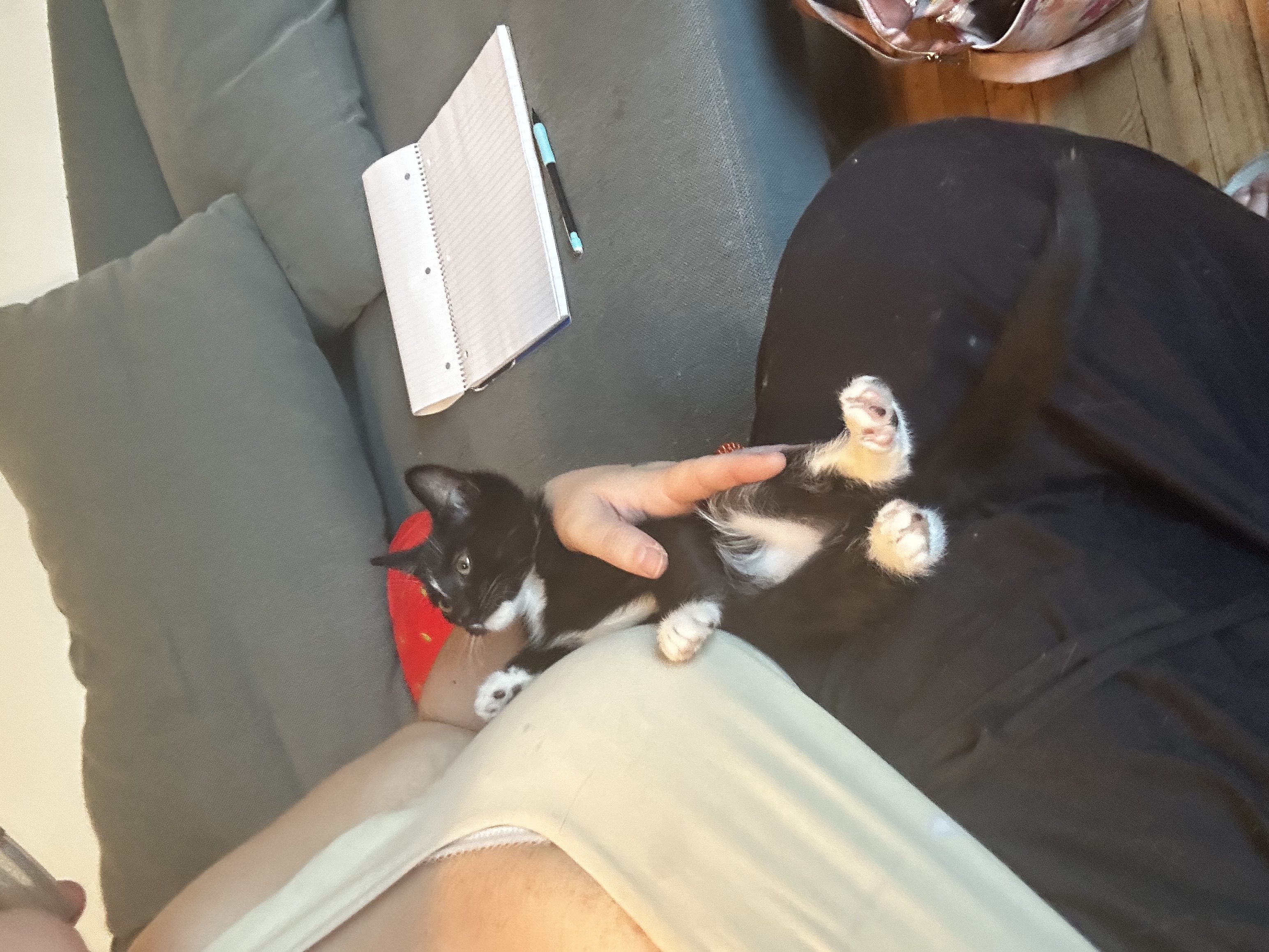 Picture of the Animal Listed