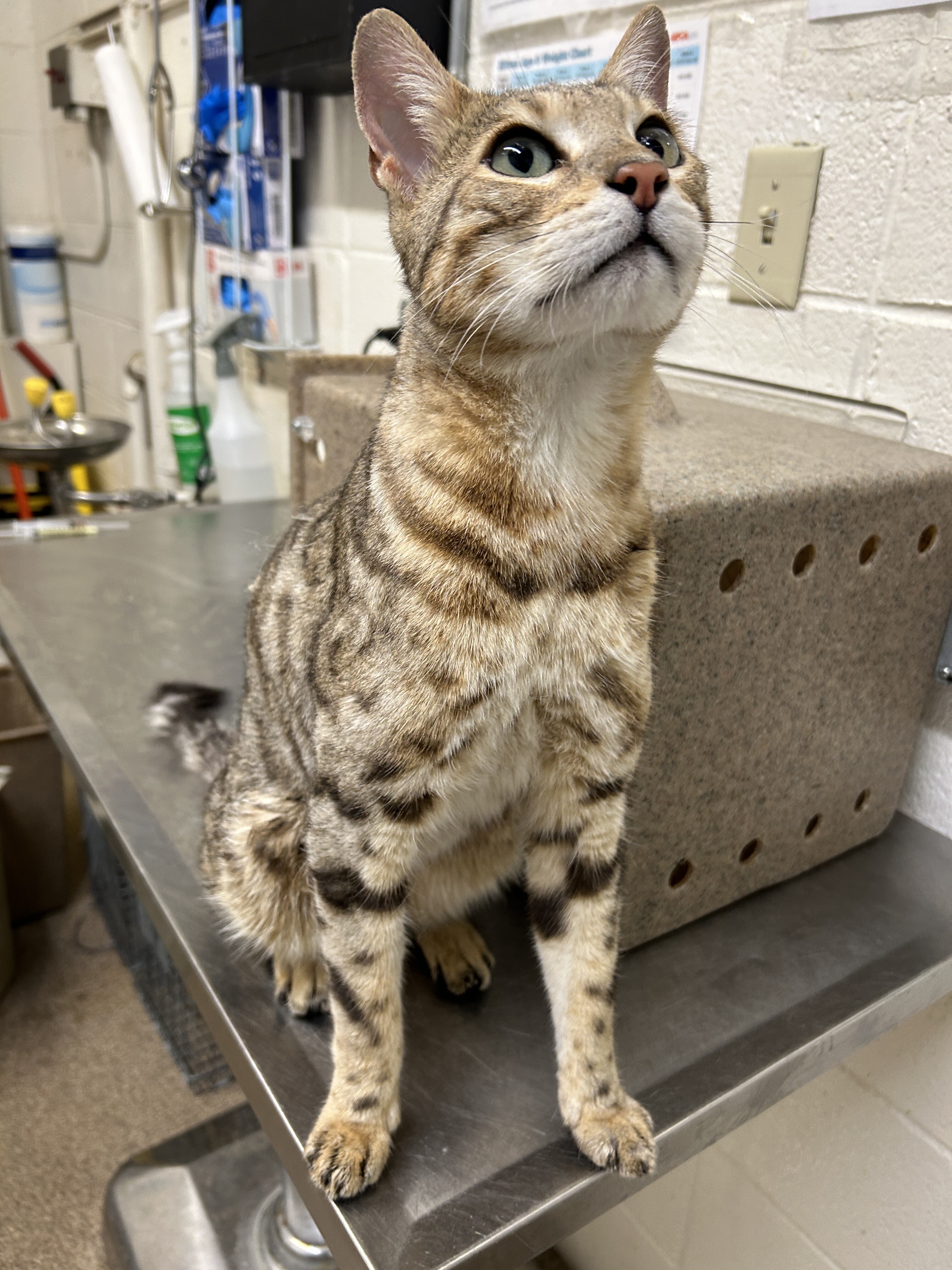 Picture of the Animal Listed