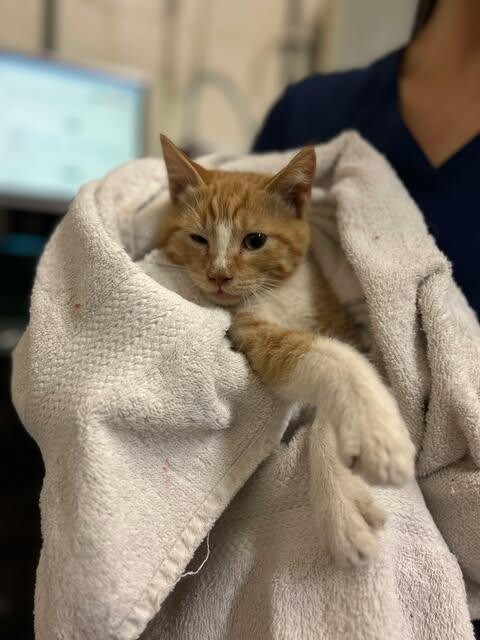 Picture of the Animal Listed