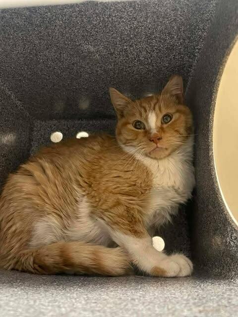 Picture of the Animal Listed