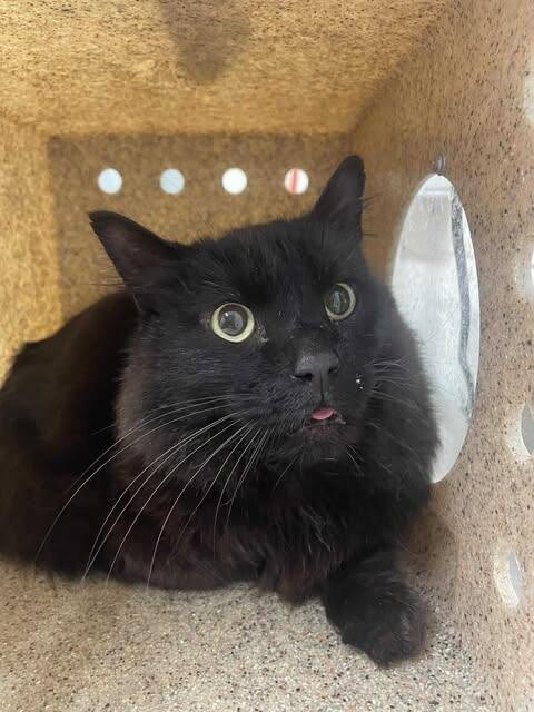 Picture of the Animal Listed