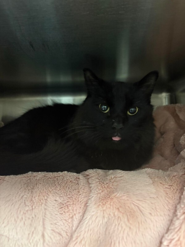 Picture of the Animal Listed