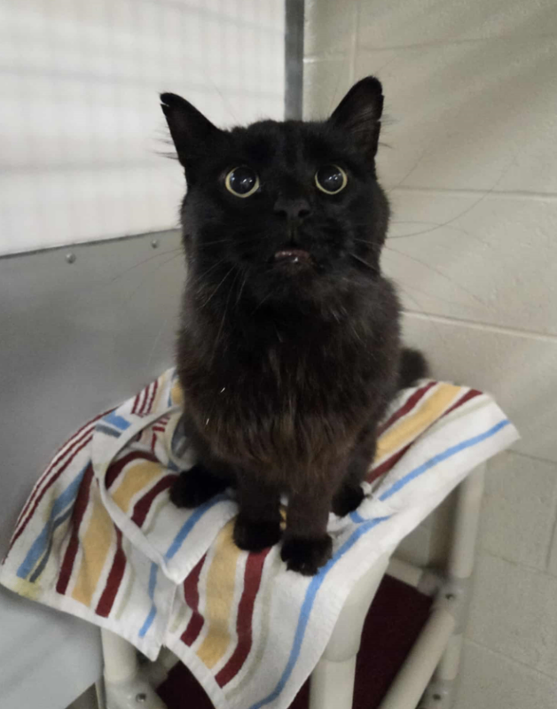 Picture of the Animal Listed