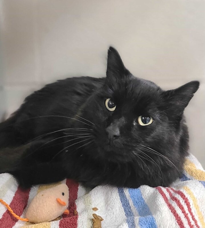 Picture of the Animal Listed