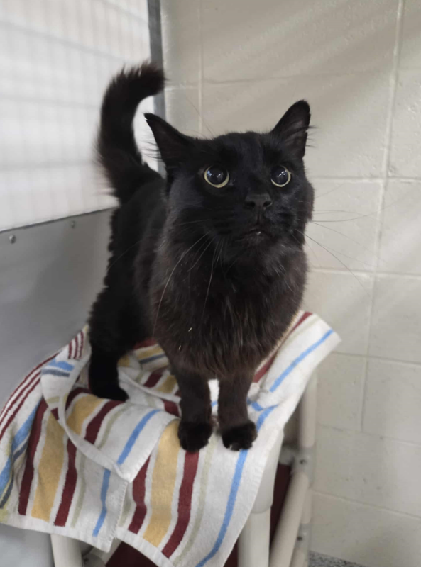 Picture of the Animal Listed