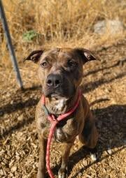 Picture of the Animal Listed