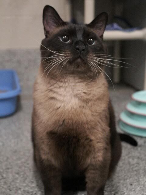 Picture of the Animal Listed