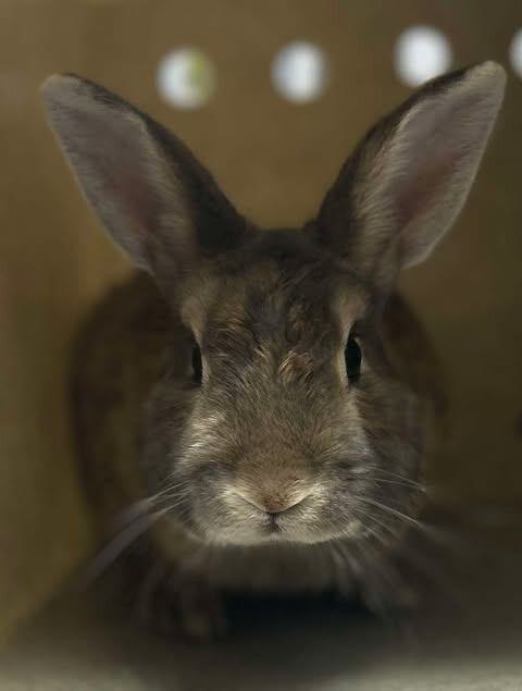 Picture of the Animal Listed
