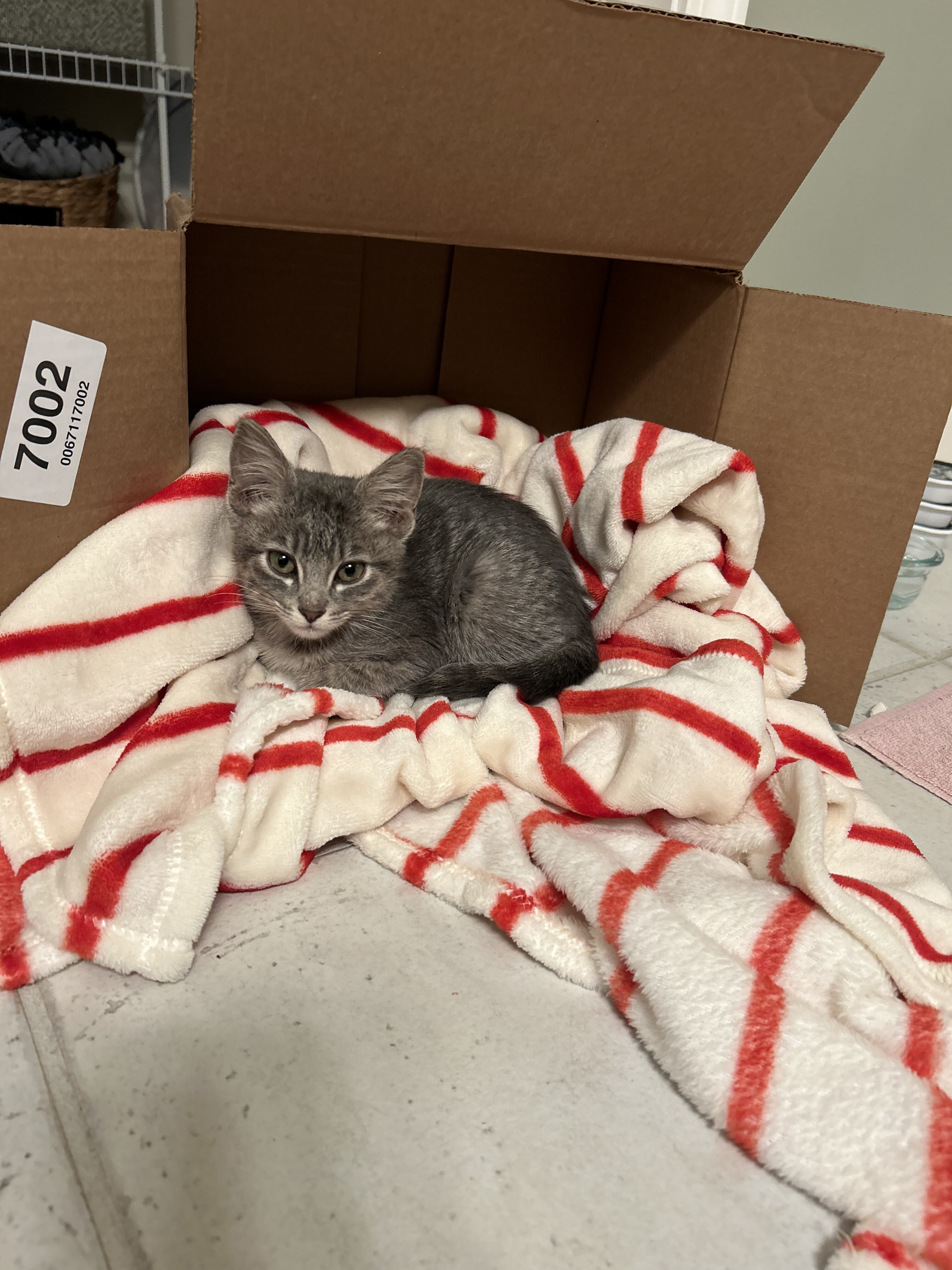 Picture of the Animal Listed