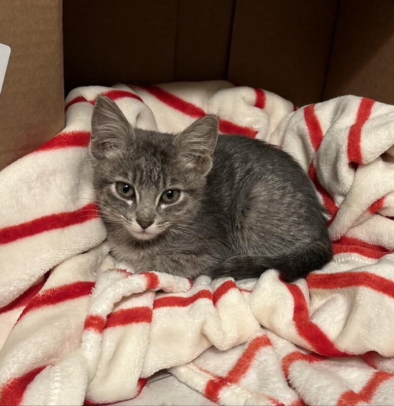 Picture of the Animal Listed