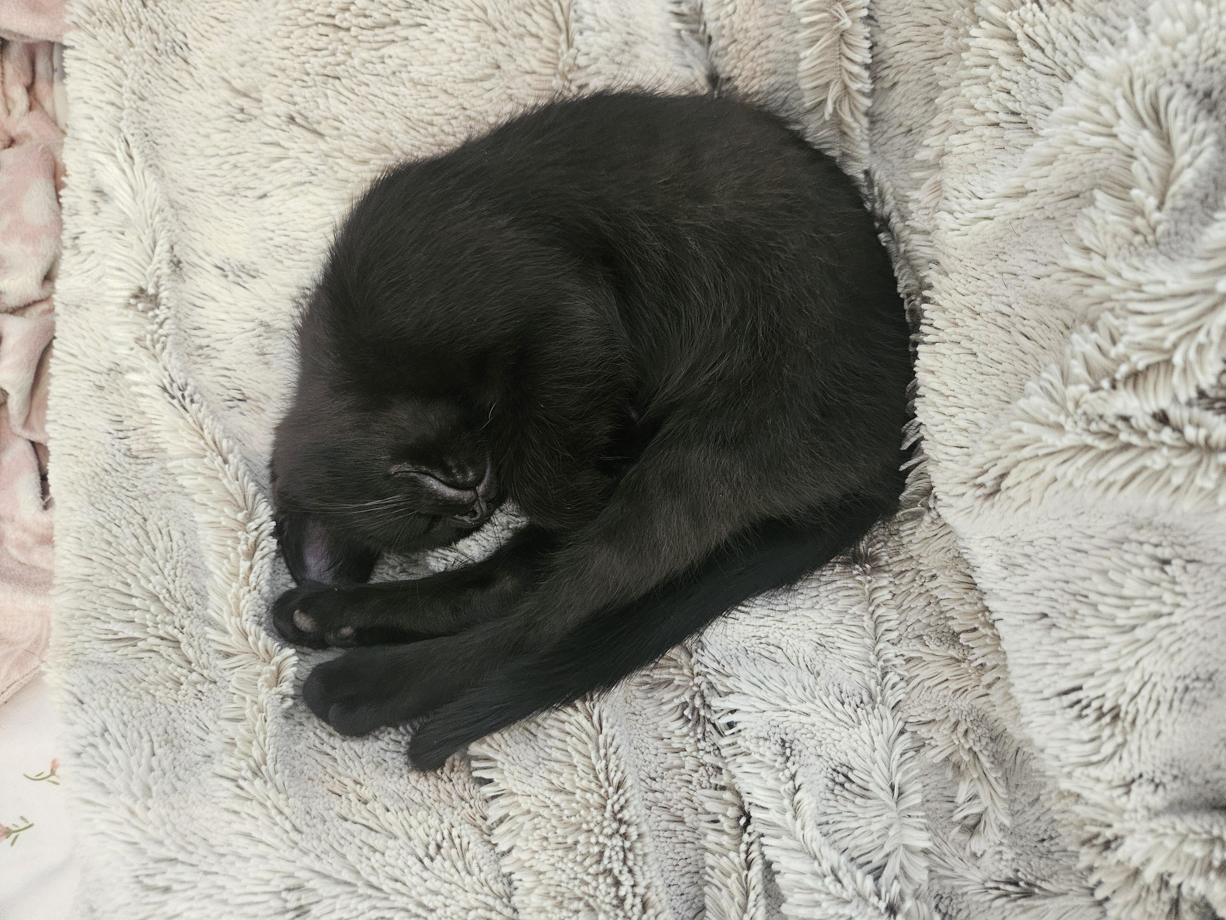 Picture of the Animal Listed