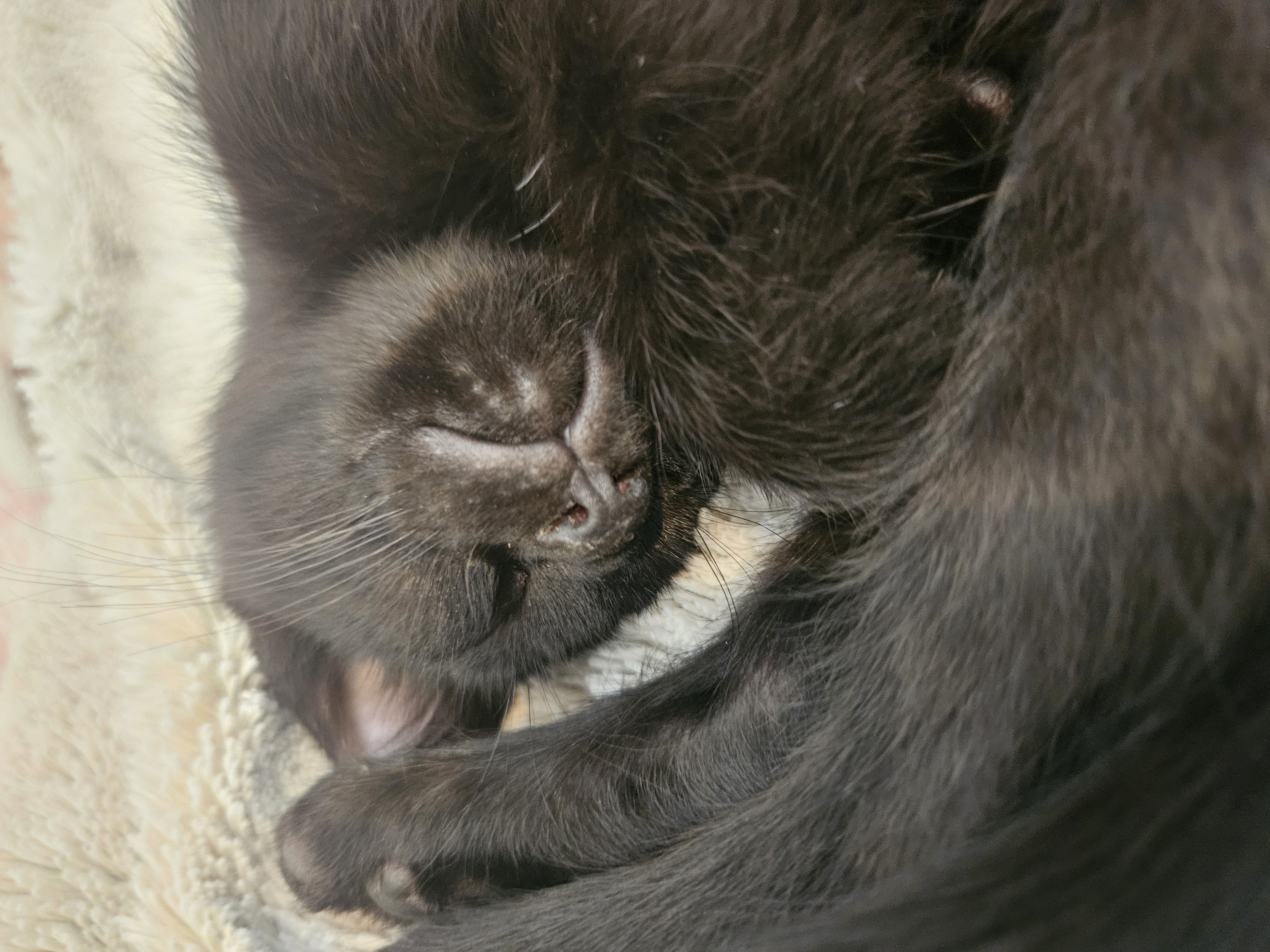 Picture of the Animal Listed