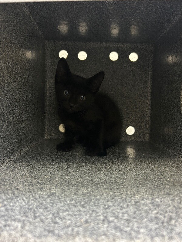 Picture of the Animal Listed