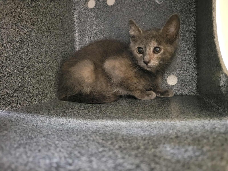Picture of the Animal Listed