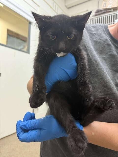 Picture of the Animal Listed