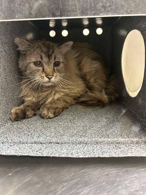 Picture of the Animal Listed